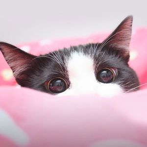 Meet your Posher, Huaixuan